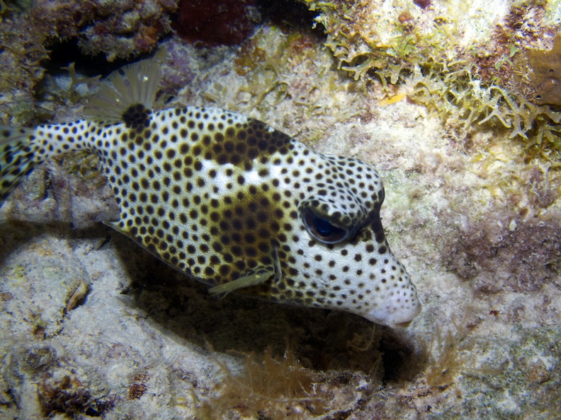IMG_3826 Spotted Trunkfish.jpg